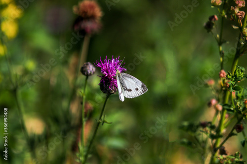 Cabbage white butterfly sitting on thistle blossom © Reiner