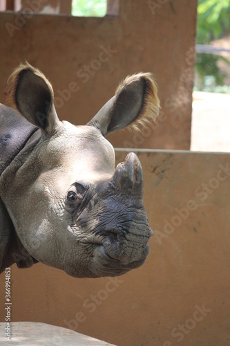 Fototapeta Naklejka Na Ścianę i Meble -  Rhinoceros are known for their awesome, giant horns that grow from their snouts ,“rhinoceros', meaning “nose horn”.