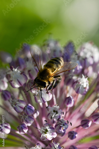 Closeup on a flower with bee flying over © Foton