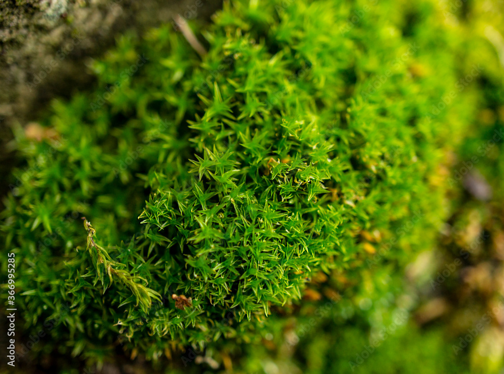 Green moss in the forest close-up. Natural background Green moss in the forest close-up. Natural background