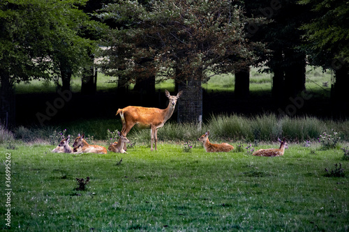 Deer with Fawns