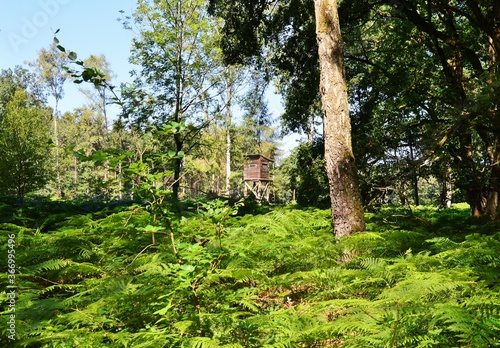 ein Hochsitz im Wald