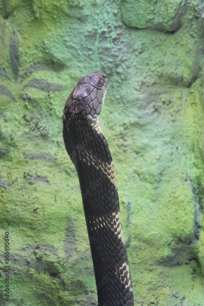 Fototapeta premium Forest cobra widely found in india