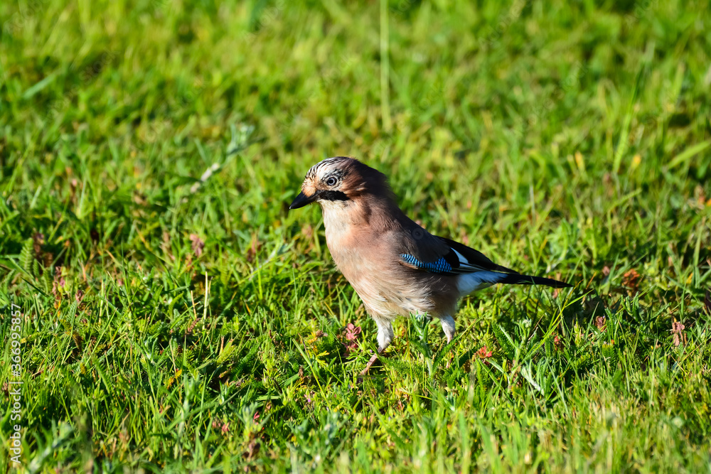 Obraz premium Geai juvénile