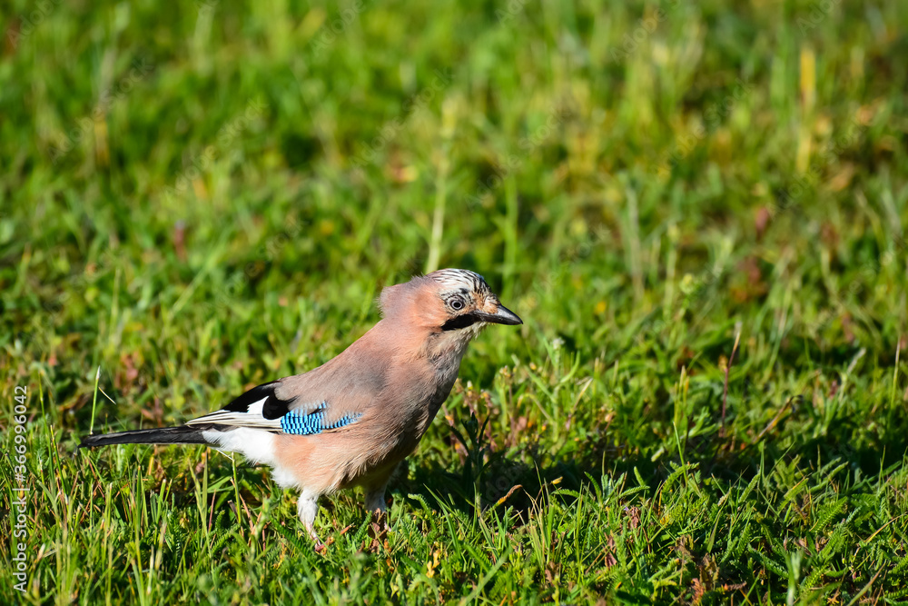 Fototapeta premium Geai juvénile