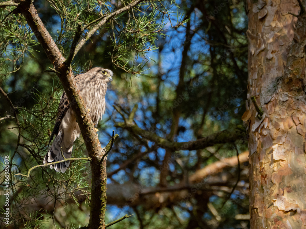 Falcon Falcon