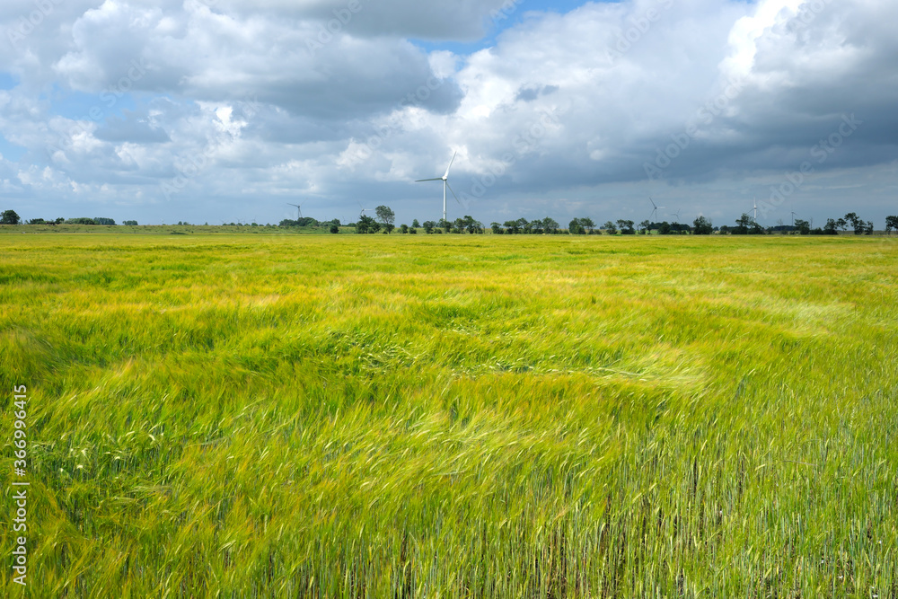 Obraz premium Landschaft mit Getreidefeld bei stürmischem Wetter und Windräder und starke Bewölkung im Hintergrund - Stockfoto