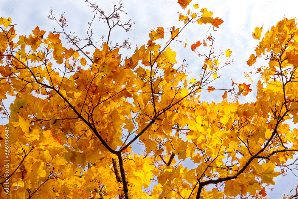Maple tree branches with yellow leaves on a background of blue sky. Maple tree branches with yellow leaves on a background of blue sky.