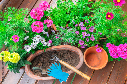 Gardening tools and flowers prepared for planting on terrace