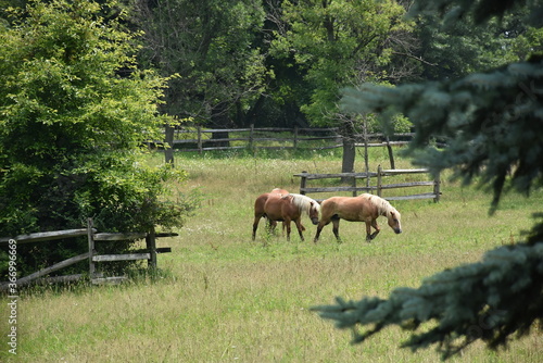 Two Horses Entering Field 