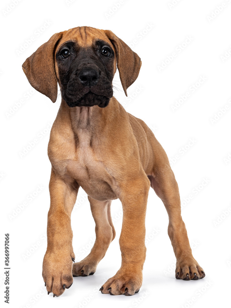 Handsome fawn / blond Great Dane puppy, walking towards camera. Looking beside lens with dark shiny eyes. Isolated on white background. One paw in air for movement.