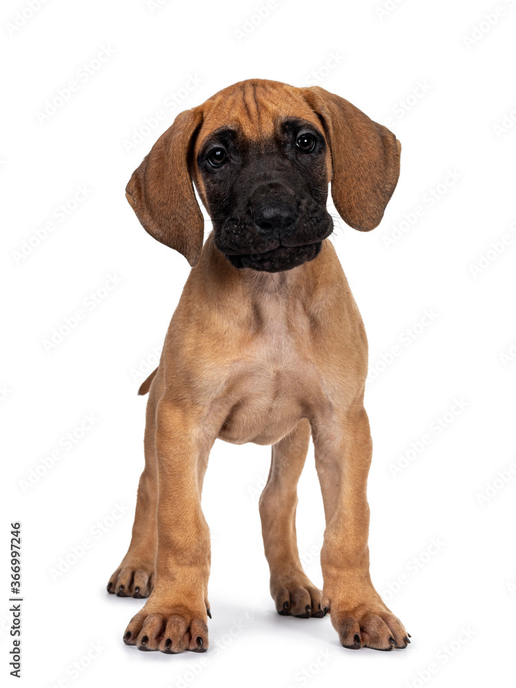 Handsome naughty fawn / blond Great Dane puppy, standing facing front Looking beside lens with dark shiny eyes. Isolated on white background. Handsome naughty fawn / blond Great Dane puppy, standing facing front Looking beside lens with dark shiny eyes. Isolated on white background.