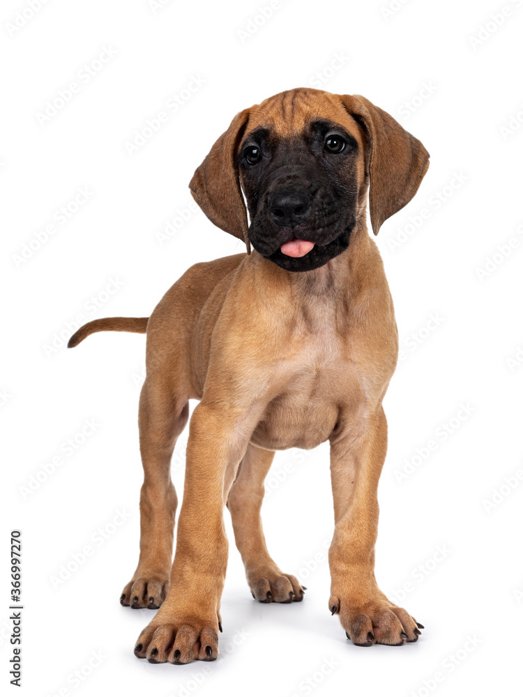 Handsome naughty fawn / blond Great Dane puppy, standing facing front Looking beside lens with dark shiny eyes. Isolated on white background. Sticking out tongue.