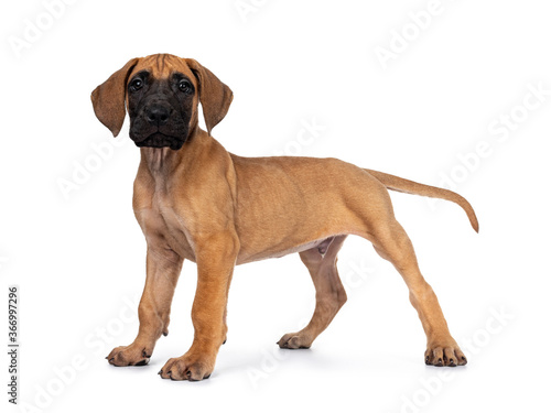 Handsome fawn   blond Great Dane puppy  standing side ways. Looking straight at lens with dark shiny eyes. Isolated on white background.