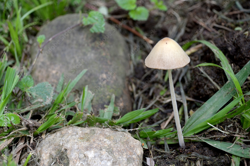 Mushroom and rocks in the garden Mushroom and rocks in the garden