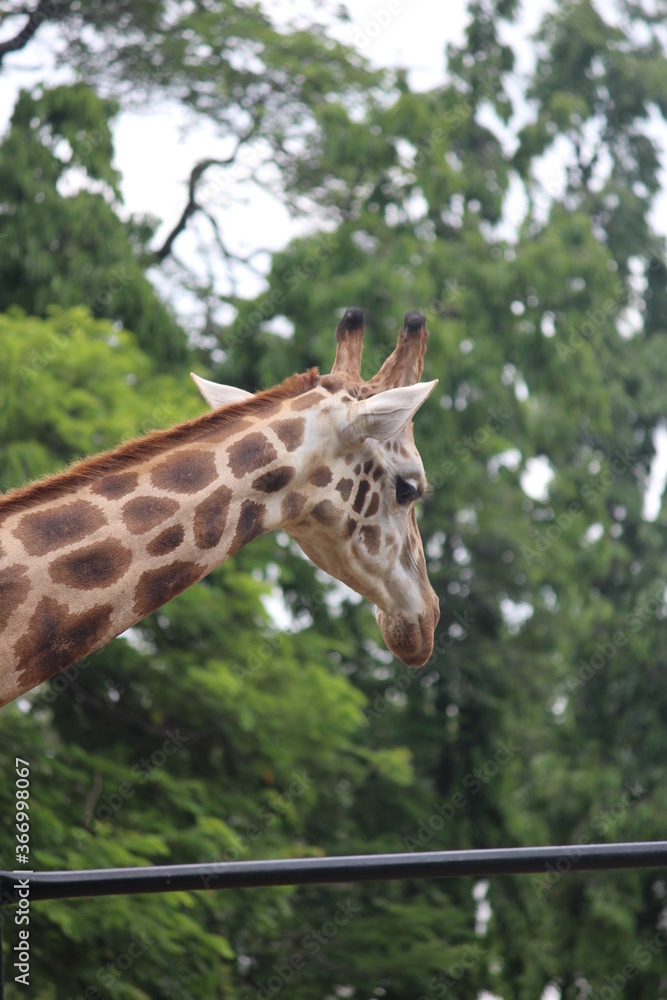 Giraffes are the world's tallest mammals, thanks to their towering legs and long necks. Giraffes are the world's tallest mammals, thanks to their towering legs and long necks.