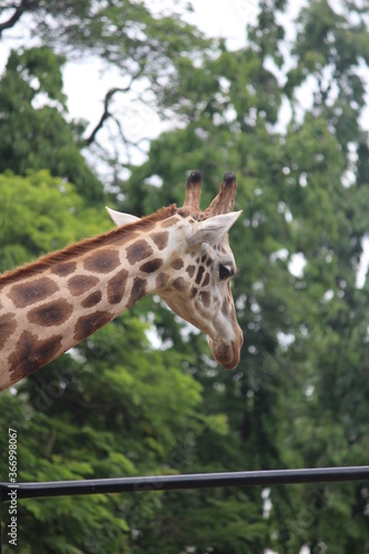 Giraffes are the world s tallest mammals  thanks to their towering legs and long necks.