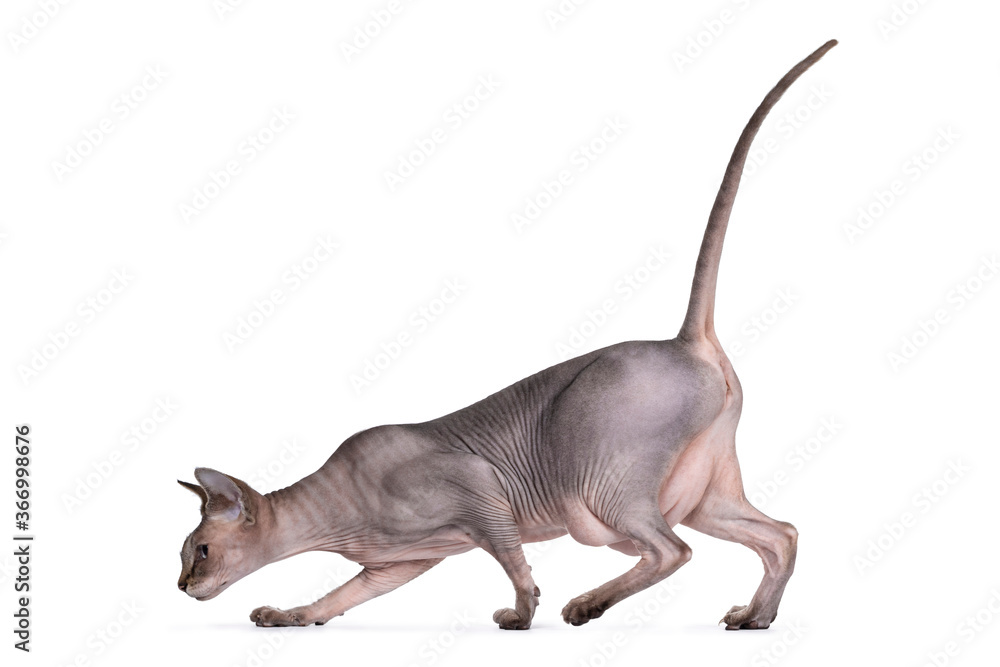 Young adult Sphynx cat, walking side ways. Looking straight ahead with light blue eyes. isolated on white background. Head down, tail fierce in air like hunting.