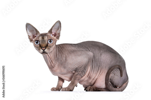Young adult Sphynx cat, laying down side ways. Looking  at camera  with light blue eyes. Isolated on white background. Tail curled against body.