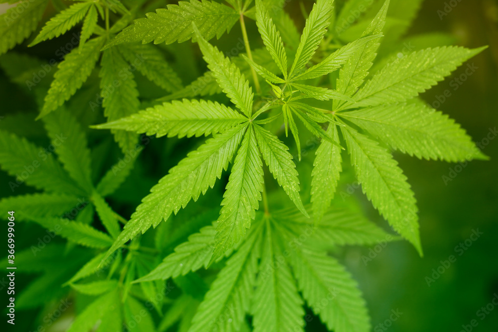 Marijuana cannabis green leaf background. Marijuana cannabis green leaf background.