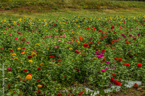 Zinnias and sunflowers in a farm field