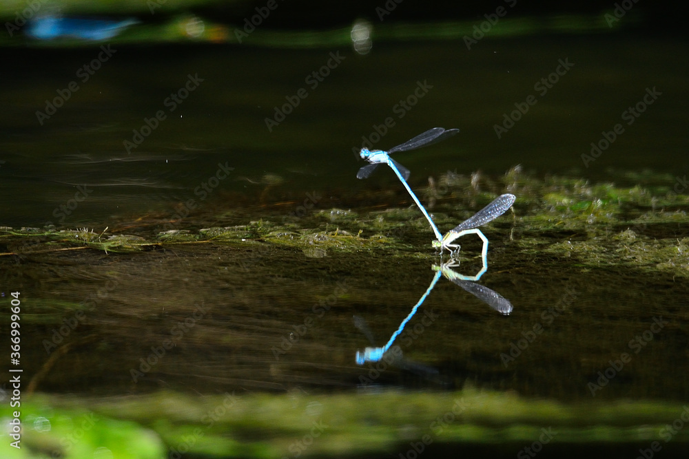 Reproduction de libellules ou agrions