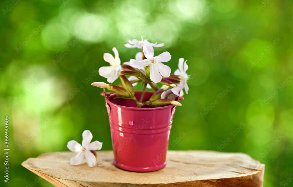 Wooden stump with saponaria flowers in a bucket on a green sunny bokeh background.