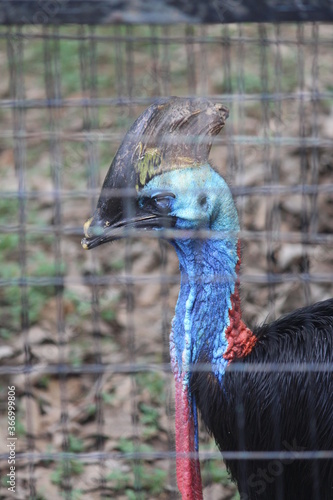 Cassowary a flightless bird with glossy black plumage, a tall, brown casque (helmet) on top of its head.