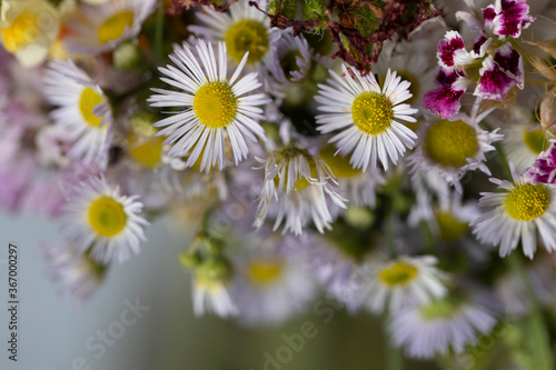 Bouquet of luxurious and delicate daisies