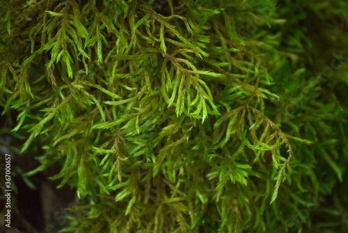 green lichen leaves in summer