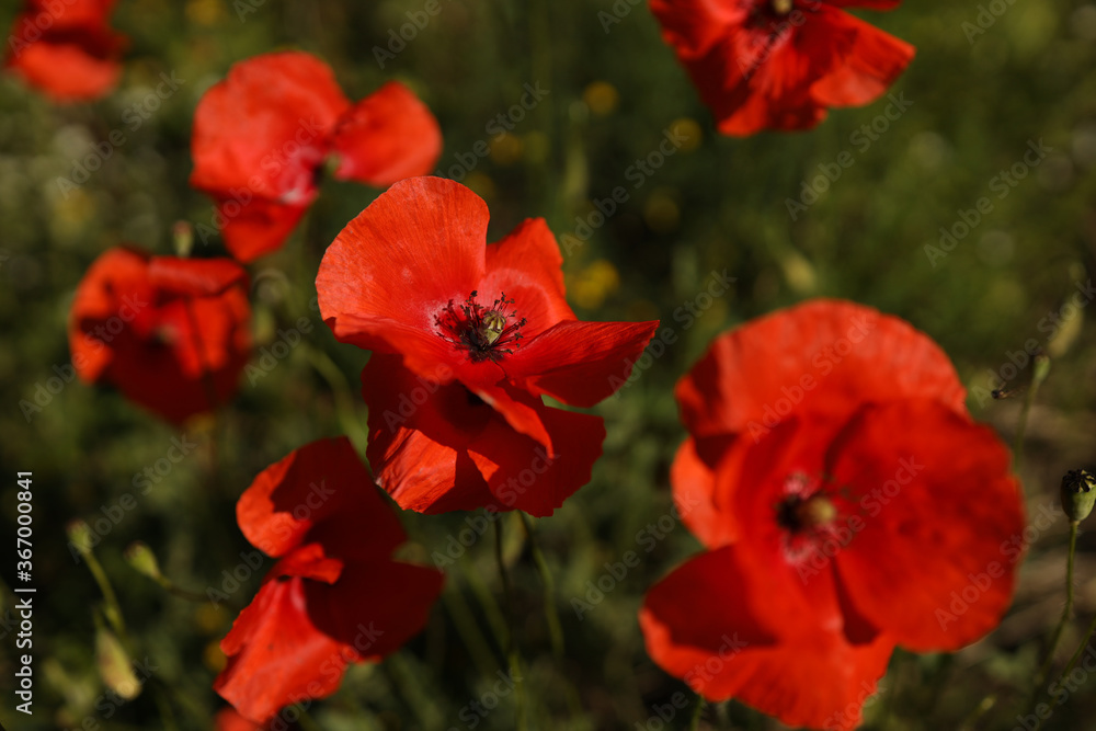 red poppies in the field. against a background of green grass. close-up red poppies in the field. against a background of green grass. close-up