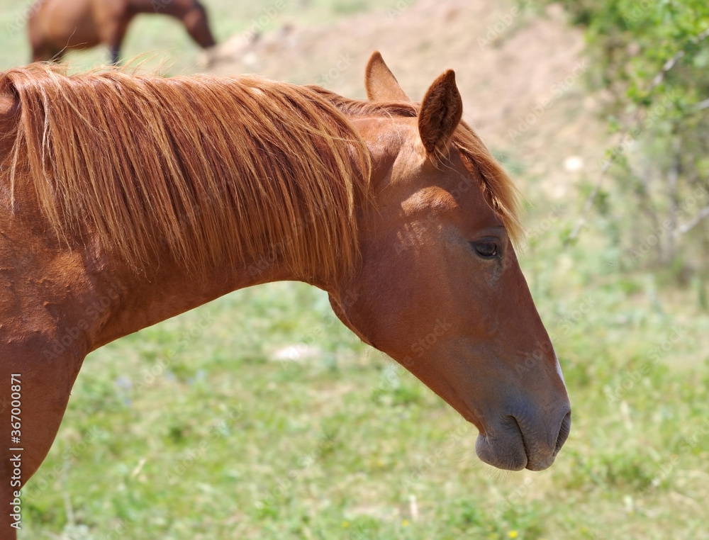 Fototapeta premium beautiful horse walks on the grass