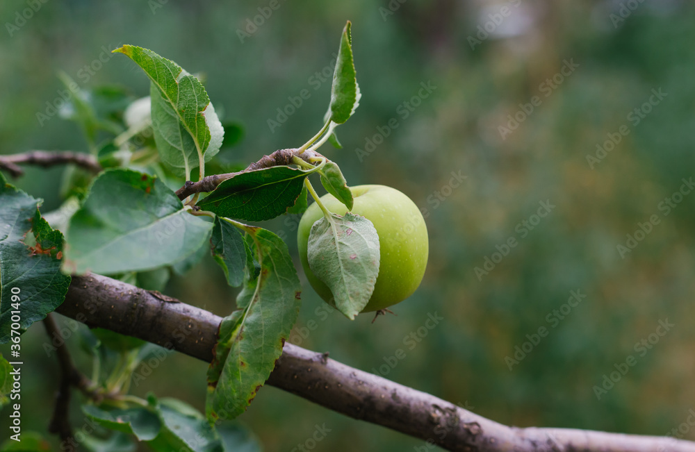 Green apples hang on a branch. Harvest. Gardening. Care for fruit trees. Green apples hang on a branch. Harvest. Gardening. Care for fruit trees.