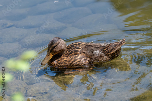 Close up of a Mallard Duck, Anas platyrhynchos.