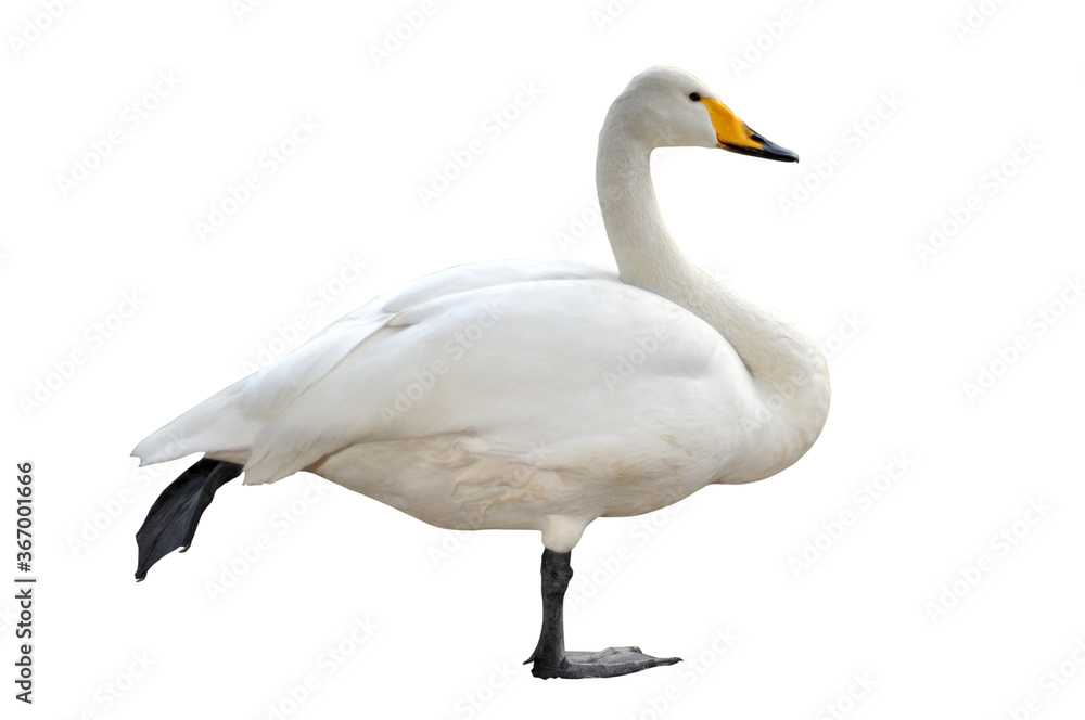 Obraz premium goos flamingo