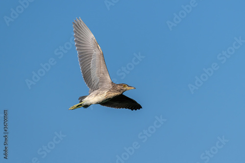 Juvenile night heron  Nycticorrax nycticorax  wild bird in flight