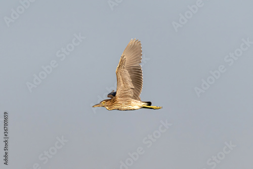 Juvenile night heron  Nycticorrax nycticorax  wild bird in flight