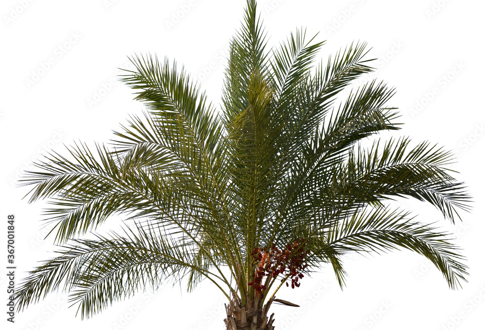 Date palm tree with dates Date palm tree with dates
