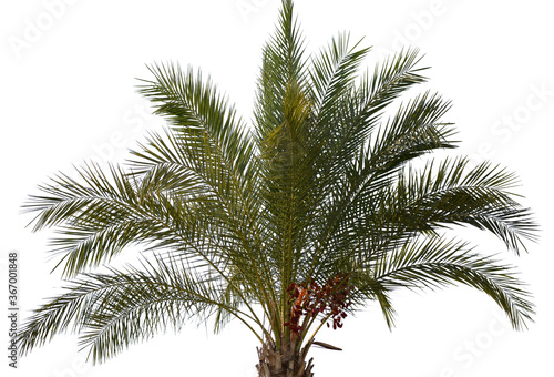Date palm tree with dates © nizami