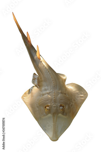 Beaked guitarfish photo