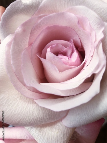 Beautiful pink rose in a vase macro  