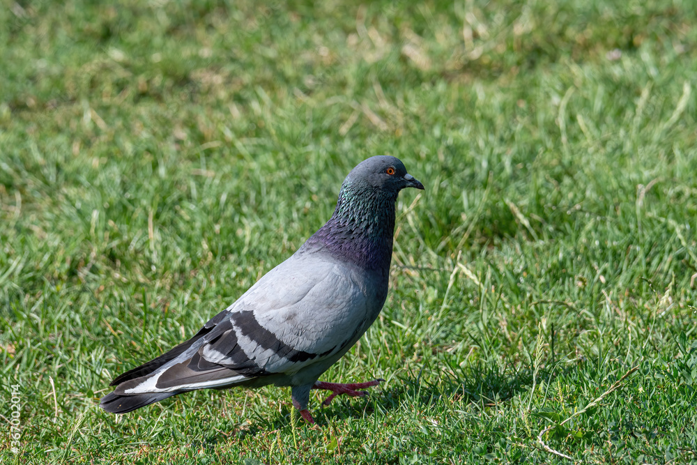 Pigeon. Dove. Beautiful pigeon close up. City birds. Pigeon. Dove. Beautiful pigeon close up. City birds.