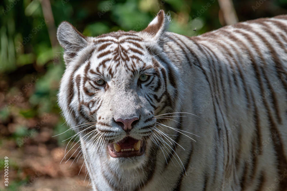 White Bengal tiger ( panthera tigris tigris) in their natural habitat. White Bengal tiger ( panthera tigris tigris) in their natural habitat.