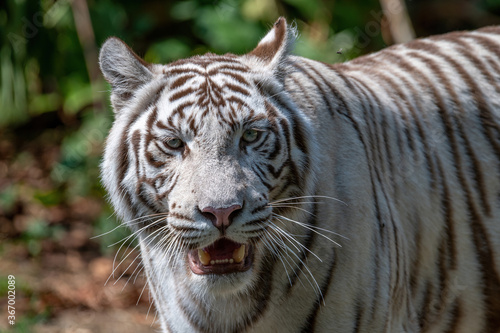 White Bengal tiger   panthera tigris tigris  in their natural habitat.
