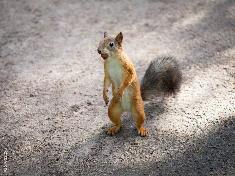 Fototapeta premium fluffy, squirrel, wildlife, mammal, new york, food, animal, park, cute, nut, rodent, nature, brown, outdoor, fur, feeding, green, tail, wild, forest, grey, hand, portrait, red, eat, tree, funny, pet, 
