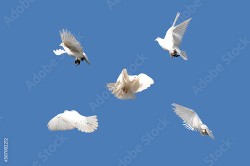 White pigeon Columba livia f