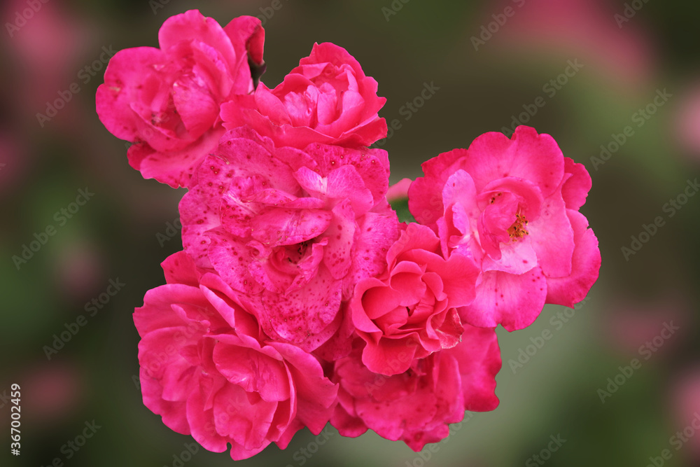 Beautiful bouquet of scarlet roses on a dark green background Beautiful bouquet of scarlet roses on a dark green background