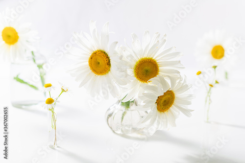 Beautiful chamomiles flowers in glass vases on white background. Floral composition in home interior. Spring and summer daisy flowers © missmimimina