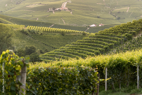 Fotografie landscape vineyards at sunset in Cannubi Cru hills near Barolo Langhe italia