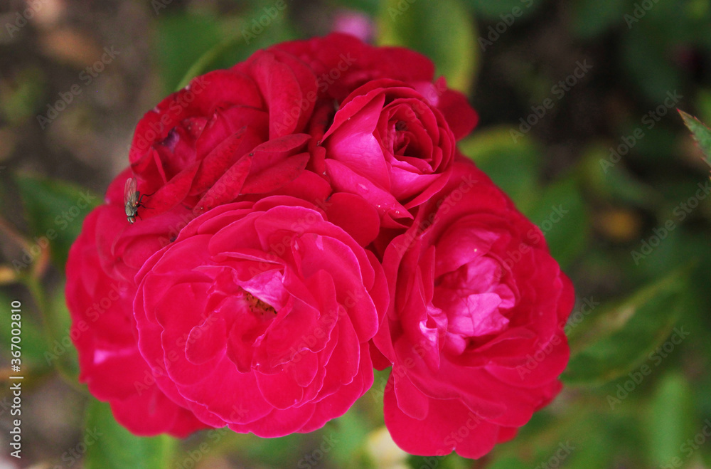 A transparent inflorescence of delicate scarlet roses invited a fly to visit A transparent inflorescence of delicate scarlet roses invited a fly to visit